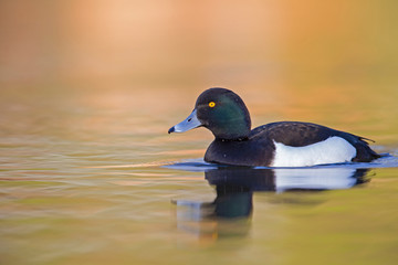 A adult male tufted duck (Aythya fuligula) swimming and foraging in a city pond in the capital city of Berlin Germany.	
