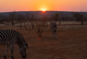 Zebra grazing at sunset in Zambezi National Park, Zimbabwe