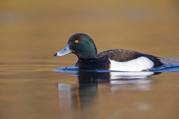 A adult male tufted duck (Aythya fuligula) swimming and foraging in a city pond in the capital city of Berlin Germany.	