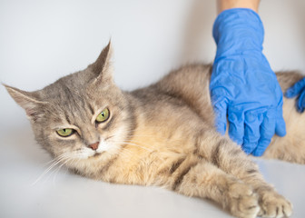 A kind veterinarian with blue gloves carefully palpates the belly of a pregnant gray cat with green eyes on a white background