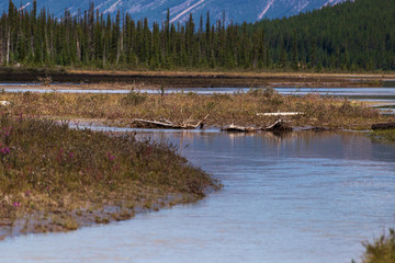 Obraz premium nature sceneries from the Athabaska riverbanks, Jasper, Alberta, Canada