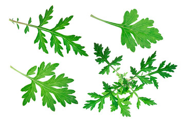 Common mugwort (Artemisia vulgaris) isolated against a white background