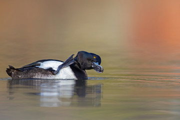 A adult male tufted duck (Aythya fuligula) preening and scratching in a city pond in the capital city of Berlin Germany.	