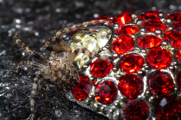 Spider sits on jewelry in macro