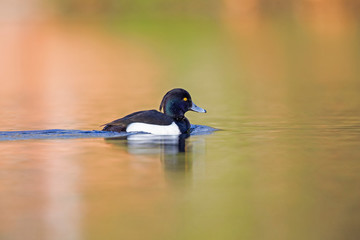 A adult male tufted duck (Aythya fuligula) swimming and foraging in a city pond in the capital city of Berlin Germany.	