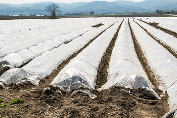 low greenhouses, covered with polyethylene, stand in rows, growing vegetables,