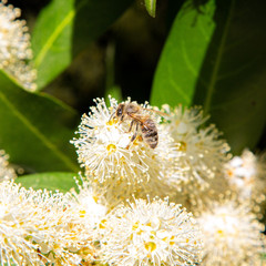 bee in action