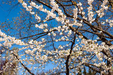 Kirschblüte