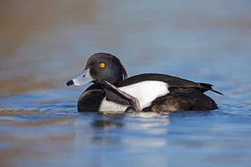 A adult male tufted duck (Aythya fuligula) preening and scratching in a city pond in the capital city of Berlin Germany.	