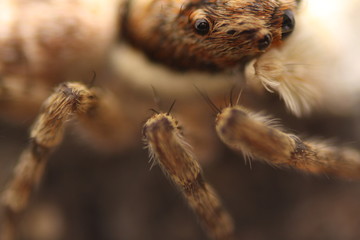 I photographed a spider using close-up technique