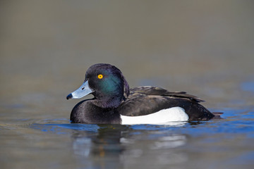 A adult male tufted duck (Aythya fuligula) swimming and foraging in a city pond in the capital city of Berlin Germany.	