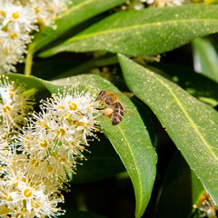 bee in action