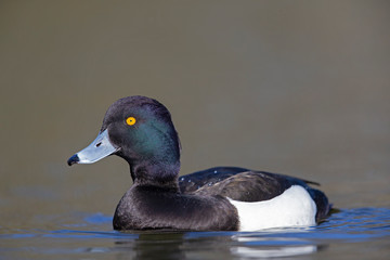 A adult male tufted duck (Aythya fuligula) swimming and foraging in a city pond in the capital city of Berlin Germany.	