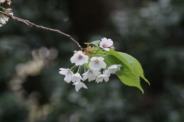 桜　日本