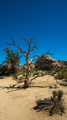 ein verdorrter alter Baum ohne Blätter in der Wüste 