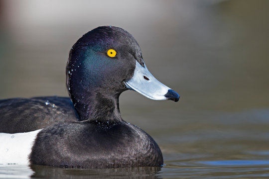 Portrait of an adult male tufted duck swimming in a city pond in the capital city of Berlin Germany. Photographed from a low angle on the water.