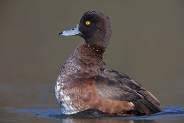 A adult female tufted duck (Aythya fuligula) swimming and foraging in a city pond in the capital city of Berlin Germany. Photographed from a low angle .