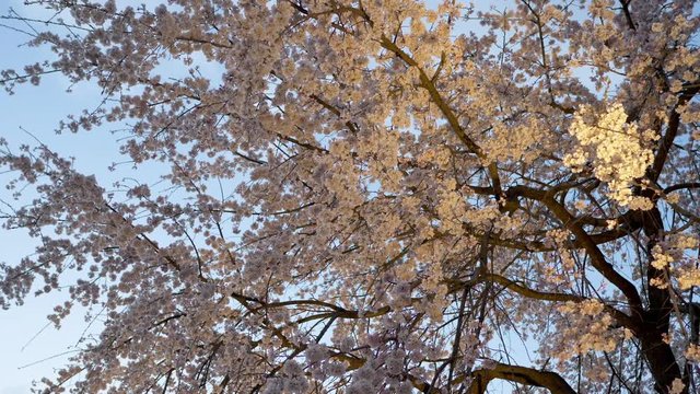 Blooming cherry (sakura) tree in Japanese park at evening.