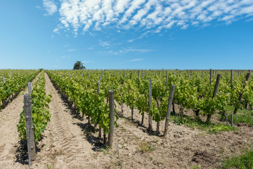 Fototapeta na wymiar Vignes en Gironde (Saint-Emilion)