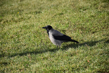 The crow stands in green grass and calmly watches the surroundings