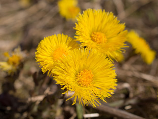 coltsfoot flowers in spring day