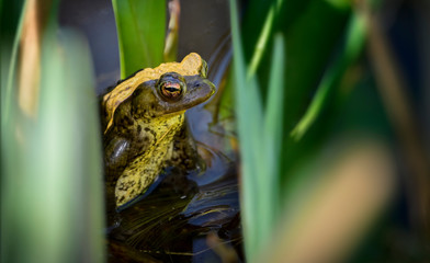 Toad (Bufonidae) sitting in pond surrounded by water plants