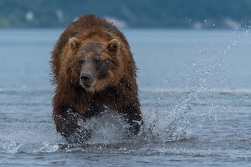 large brown brear tries to hunt a salmon fish! Kamchatka Peninsula, far east Russia.