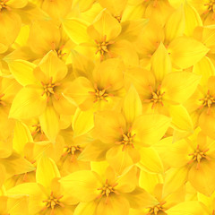 seamless pattern with  daffodil flowers
