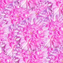 Seamless floral pattern with  aster flowers