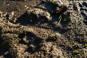 summer, soft rays of the sun and a brown frog merging with the earth