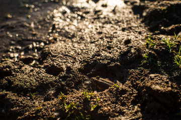 summer, soft rays of the sun and a brown frog merging with the earth