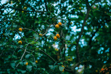 Abundance of yellow plums on leafy branches against the blue sky. Sunlit, fruitful branches bent down under a weight of plums. Yellow plums with a slight reddish blush ripening on a plum tree.