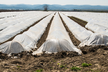 low greenhouses, covered with polyethylene, stand in rows, growing vegetables,