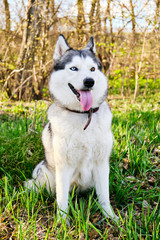 Husky dog with different blue and brown eyes is sitting in Park on green grass in morning with bright sun.
