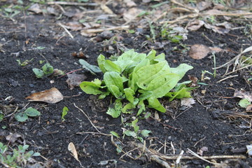 young tomato plant