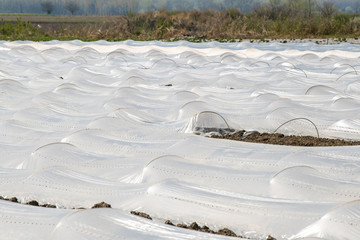 low greenhouses, covered with polyethylene, stand in rows, growing vegetables,
