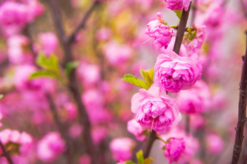 Natural texture of flowering trees. Blossom trees closeup as a place for text. Greeting card background of pink sakura flowers and copy space.