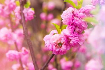 Natural texture of flowering trees. Blossom trees closeup as a place for text. Greeting card background of pink sakura flowers and copy space.