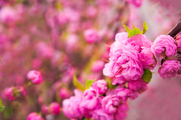 Natural texture of flowering trees. Blossom trees closeup as a place for text. Greeting card background of pink sakura flowers and copy space.