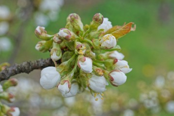 gray branch and white small flowers of cherry with green leaves
