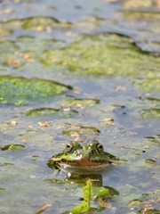 Green frog in a pond