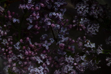 dark low key texture of lilac flowers in the water - Powered by Adobe