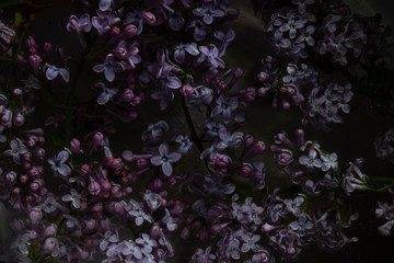dark low key texture of lilac flowers in the water