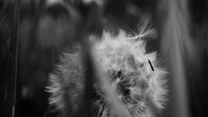 black and white dandelion seeds in the grass
