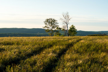 Fototapeta premium summer, a field of wild grass and a path leading to trees