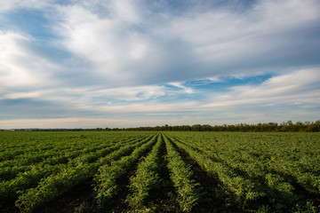 typical summer landscape, sown field and sunset sky