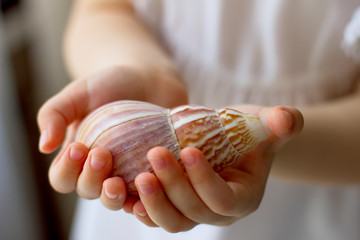 
Children's hands hold a sea shell