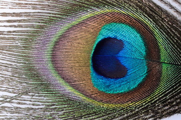 Obraz premium peacock feather close up