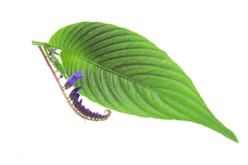 Green leaf. Isolated on a white.