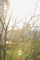 Fototapeta na wymiar Pink apricot tree buds in early spring